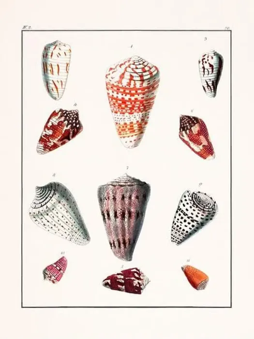 Framed Print : Collection of seashells. Vintage German illustration featuring seashells Framed Print : Collection of seashells. Vintage German illustration featuring seashells