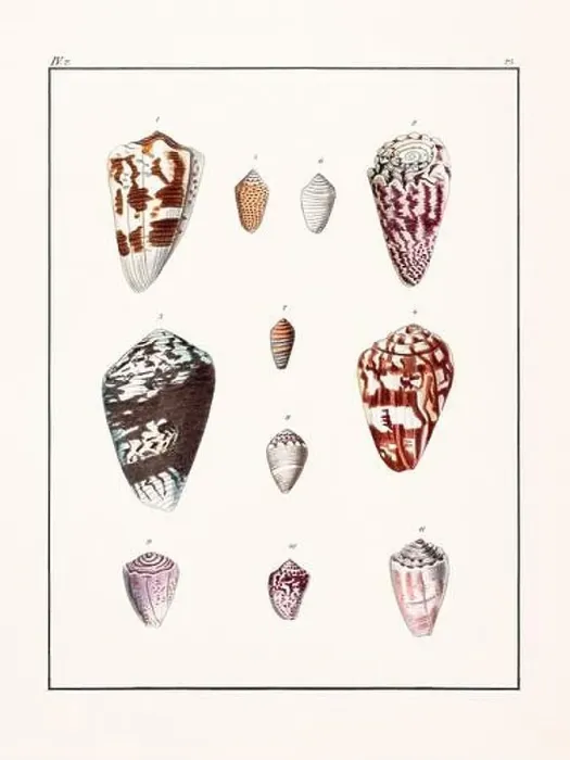 Framed Print : Collection of seashells. Vintage German illustration featuring seashells Framed Print : Collection of seashells. Vintage German illustration featuring seashells