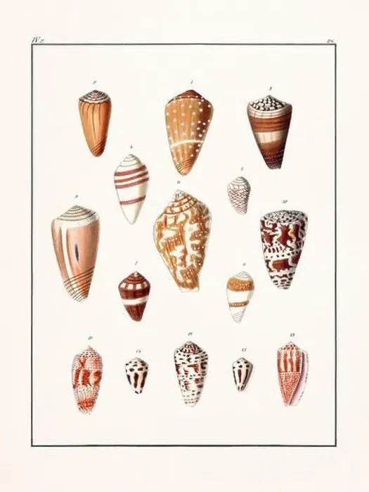 Framed Print : Collection of seashells. Vintage German illustration featuring seashells Framed Print : Collection of seashells. Vintage German illustration featuring seashells