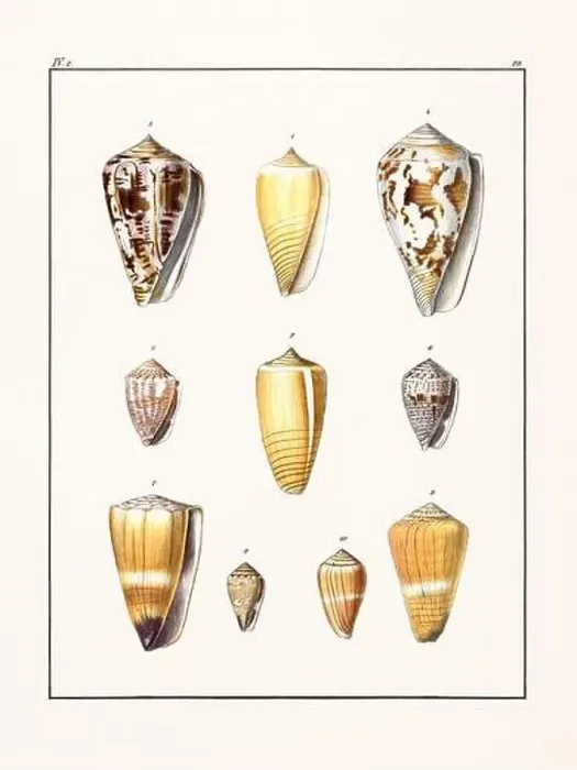 Framed Print : Collection of seashells. Vintage German illustration featuring seashells Framed Print : Collection of seashells. Vintage German illustration featuring seashells