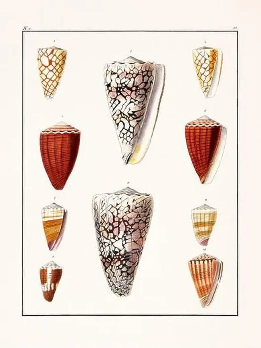 Framed Print : Collection of seashells. Vintage German illustration featuring seashells Framed Print : Collection of seashells. Vintage German illustration featuring seashells