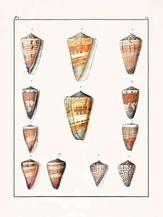Framed Print : Collection of seashells. Vintage German illustration featuring seashells Framed Print : Collection of seashells. Vintage German illustration featuring seashells