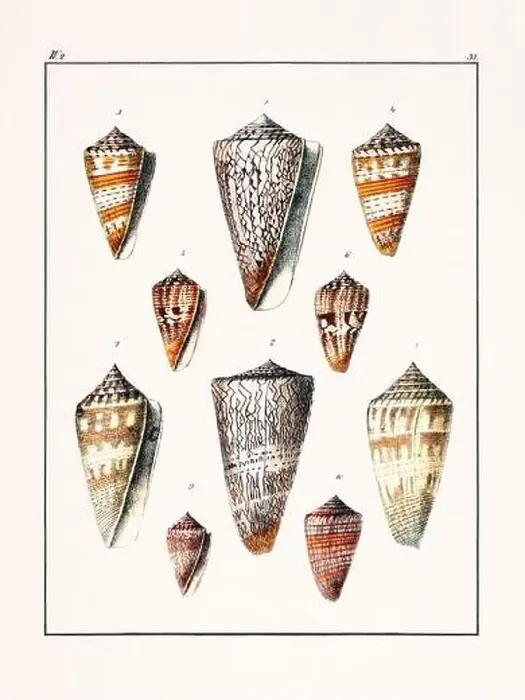 Framed Print : Collection of seashells. Vintage German illustration featuring seashells Framed Print : Collection of seashells. Vintage German illustration featuring seashells