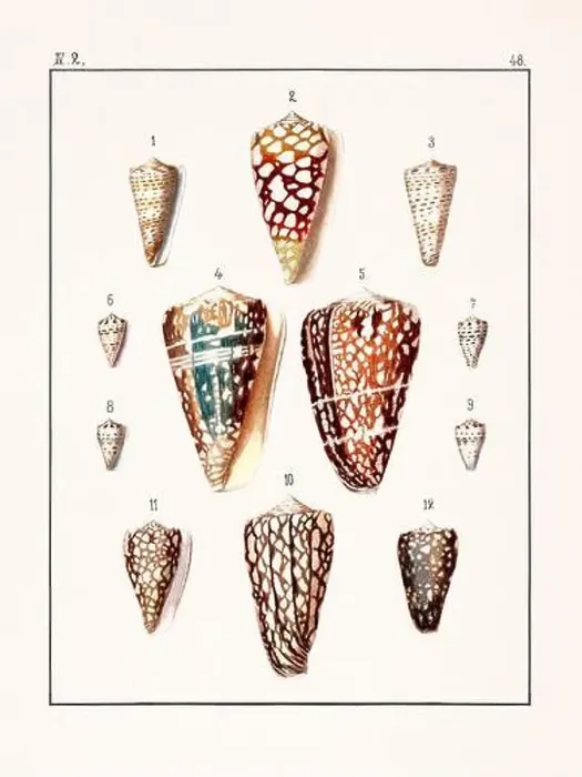 Framed Print : Collection of seashells. Vintage German illustration featuring seashells Framed Print : Collection of seashells. Vintage German illustration featuring seashells