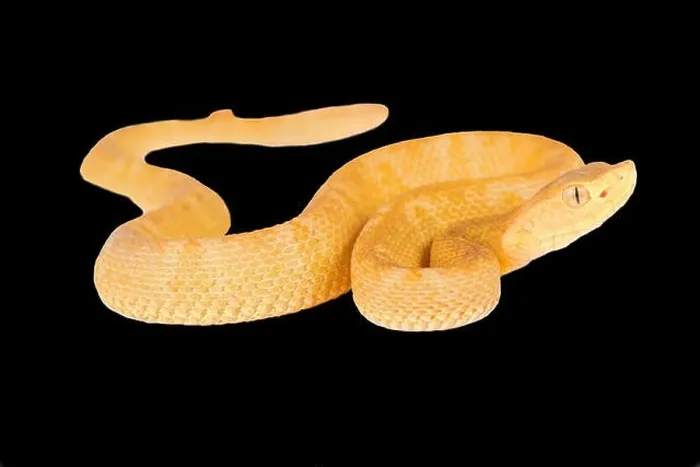 Framed Print : Colombia Lancehead Pitviper, Bothrops colombiensis Framed Print : Colombia Lancehead Pitviper, Bothrops colombiensis