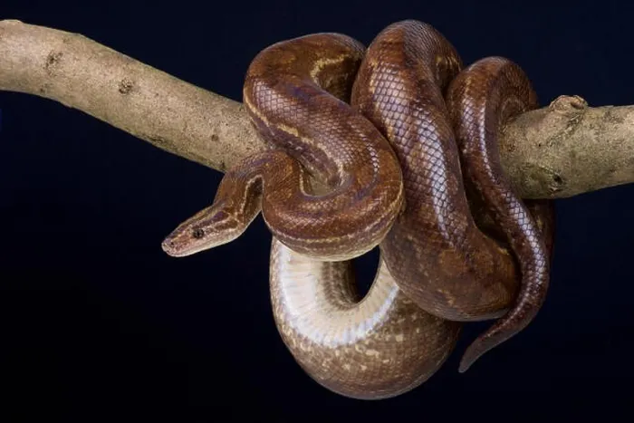 Framed Print : Colombian rainbow boa / Epicrates maurus Framed Print : Colombian rainbow boa / Epicrates maurus