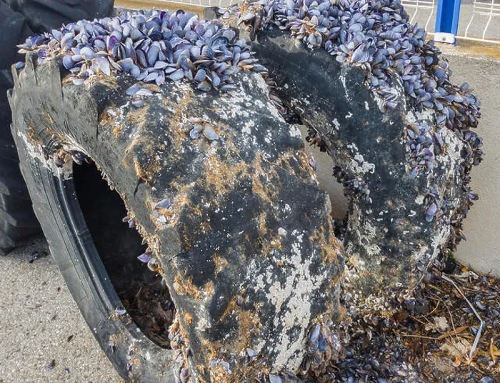 Framed Print : The colony of mollusks settled on big tires. Selective focus Framed Print : The colony of mollusks settled on big tires. Selective focus