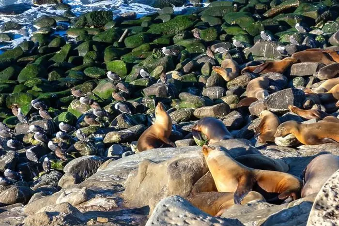 Framed Print : Colony of Seals and Sea Birds on multi colored rocks Framed Print : Colony of Seals and Sea Birds on multi colored rocks