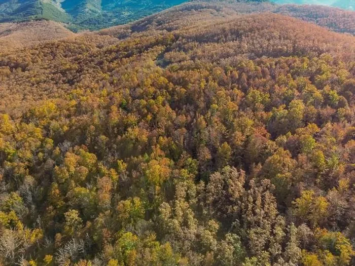 Framed Print : the color of the top of a chestnut forest view with a drone Framed Print : the color of the top of a chestnut forest view with a drone