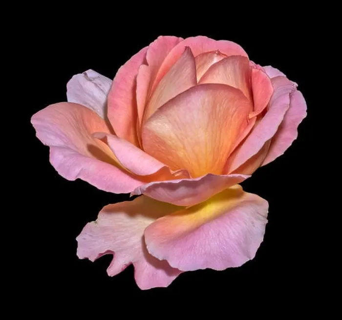 Framed Print : Color fine art still life bright floral macro flower image of a single isolated red pink yellow rose blossom Framed Print : Color fine art still life bright floral macro flower image of a single isolated red pink yellow rose blossom