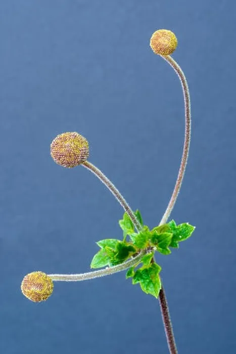Framed Print : Color fine art still life floral macro flower image of a single isolated autumn anemone stem with three buds and leaves Framed Print : Color fine art still life floral macro flower image of a single isolated autumn anemone stem with three buds and leaves