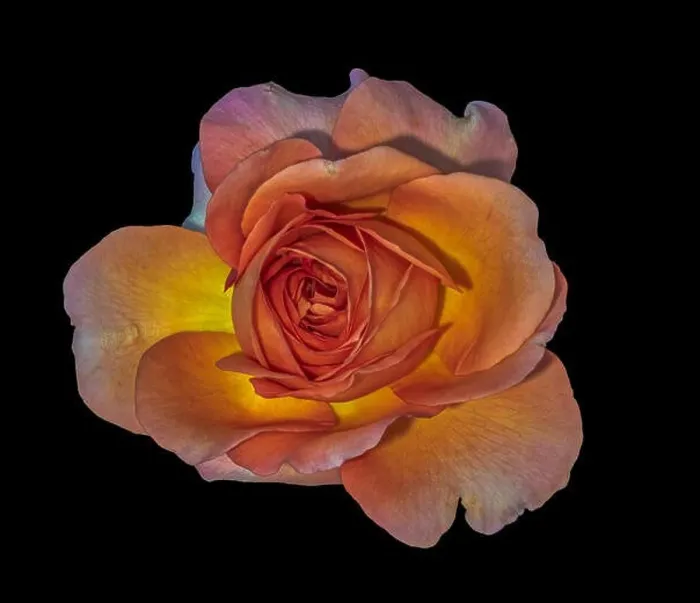 Framed Print : Color fine art still life floral macro flower image of a single isolated orange pink yellow rose blossom black Framed Print : Color fine art still life floral macro flower image of a single isolated orange pink yellow rose blossom black