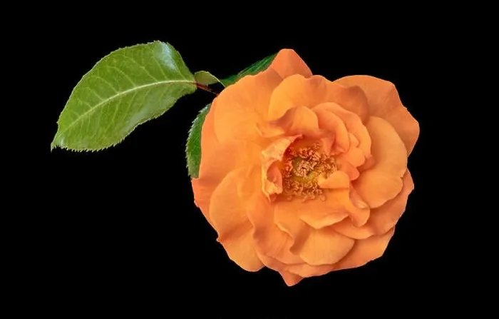 Framed Print : Color fine art still life floral macro flower image of a single isolated orange rose blossom with leaves on black Framed Print : Color fine art still life floral macro flower image of a single isolated orange rose blossom with leaves on black