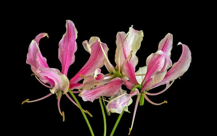 Framed Print : Color fine art still life floral macro image of a three isolated white red lily blossoms on black background Framed Print : Color fine art still life floral macro image of a three isolated white red lily blossoms on black background