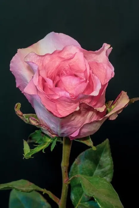 Framed Print : Color fine art still life macro flower portrait of a single isolated pink blooming open rose blossom with green leaves Framed Print : Color fine art still life macro flower portrait of a single isolated pink blooming open rose blossom with green leaves