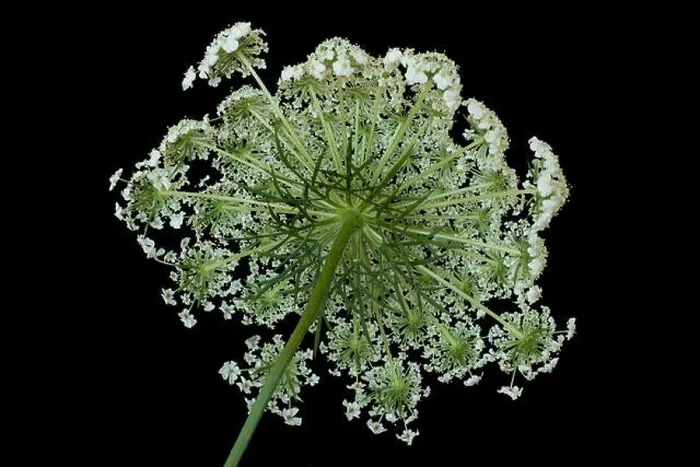 Framed Print : Color fine art still life macro of a the back of a single isolated green white wild carrot / daucus carota blossom Framed Print : Color fine art still life macro of a the back of a single isolated green white wild carrot / daucus carota blossom
