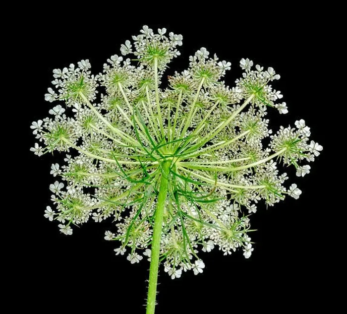 Framed Print : Color fine art still life macro of a single isolated green yellow white wild carrot / daucus carota blossom with stem Framed Print : Color fine art still life macro of a single isolated green yellow white wild carrot / daucus carota blossom with stem