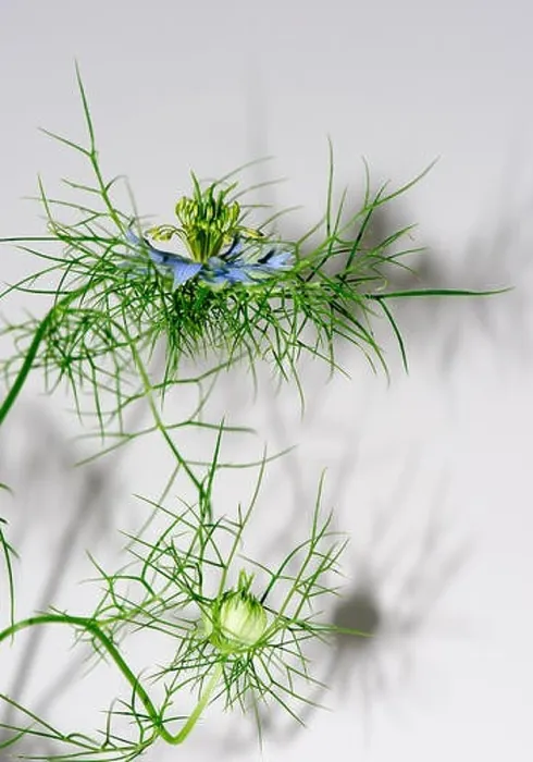Framed Print : Color floral portrait of a love-in-a-mist with shadows on a white wall Framed Print : Color floral portrait of a love-in-a-mist with shadows on a white wall