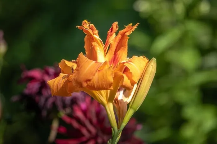 Framed Print : Color outdoor close up macro image of isolated orange daylily blossoms on natural blurred colorful background taken Framed Print : Color outdoor close up macro image of isolated orange daylily blossoms on natural blurred colorful background taken
