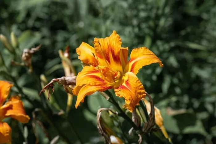 Framed Print : Color outdoor close up macro image of an isolated orange red daylily blossom on natural blurred green background taken