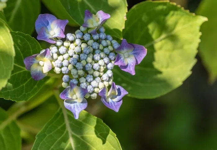 Framed Print : Color outdoor floral close up of young blooming blue violet hydrangea blossom Framed Print : Color outdoor floral close up of young blooming blue violet hydrangea blossom