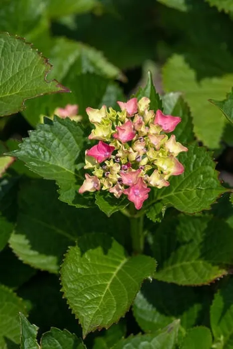 Framed Print : Color outdoor floral color image of young blooming red pink hydrangea blossoms and leaves on natural green background Framed Print : Color outdoor floral color image of young blooming red pink hydrangea blossoms and leaves on natural green background