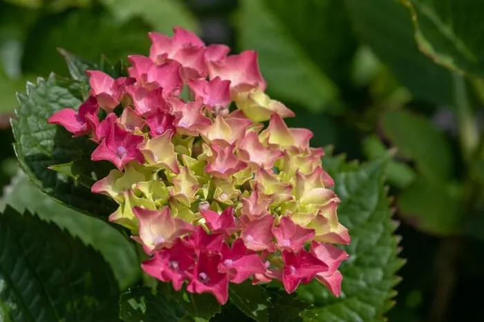 Framed Print : Color outdoor floral color image of young blooming red pink hydrangea blossoms and leaves on natural green background Framed Print : Color outdoor floral color image of young blooming red pink hydrangea blossoms and leaves on natural green background