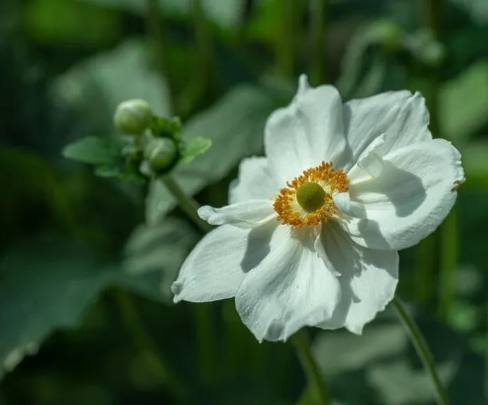Framed Print : Color outdoor floral image of a blooming autumn anemone blossom with buds taken on a sunny summer day with natural Framed Print : Color outdoor floral image of a blooming autumn anemone blossom with buds taken on a sunny summer day with natural