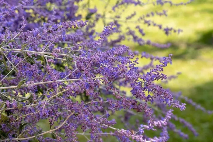 Framed Print : Color outdoor floral image of a blooming perovskia / russian sage / blue spire shrub taken on a sunny summer day with Framed Print : Color outdoor floral image of a blooming perovskia / russian sage / blue spire shrub taken on a sunny summer day with