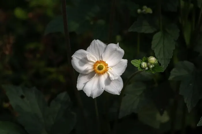 Framed Print : Color outdoor floral image of a blooming white autumn anemone blossom with buds taken on a sunny summer day with