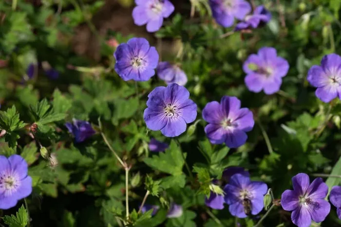 Framed Print : Color outdoor floral image of a bunch of wide open violet blue geranium / cranesbill blossoms on natural blurred Framed Print : Color outdoor floral image of a bunch of wide open violet blue geranium / cranesbill blossoms on natural blurred