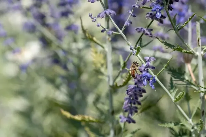 Framed Print : Color outdoor floral image of a perovskia / russian sage / blue spire blossom with a bee on it Framed Print : Color outdoor floral image of a perovskia / russian sage / blue spire blossom with a bee on it