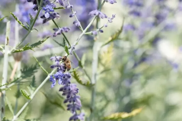 Framed Print : Color outdoor floral image of a perovskia / russian sage / blue spire blossom with a bee on it Framed Print : Color outdoor floral image of a perovskia / russian sage / blue spire blossom with a bee on it