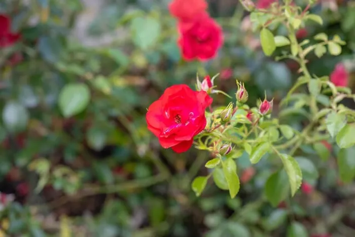 Framed Print : Color outdoor floral image of a red rose blossom with many buds taken on a sunny summer day with blurred natural green Framed Print : Color outdoor floral image of a red rose blossom with many buds taken on a sunny summer day with blurred natural green