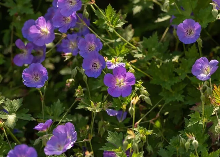 Framed Print : Color outdoor floral image of a shrub of wide open violet blue and pink geranium / cranesbill blossoms Framed Print : Color outdoor floral image of a shrub of wide open violet blue and pink geranium / cranesbill blossoms