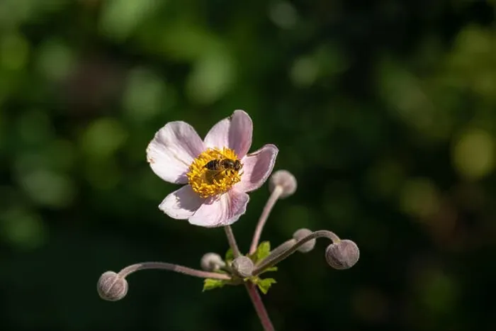 Framed Print : Color outdoor floral image of a single isolated blooming white light pink autumn anemone Framed Print : Color outdoor floral image of a single isolated blooming white light pink autumn anemone