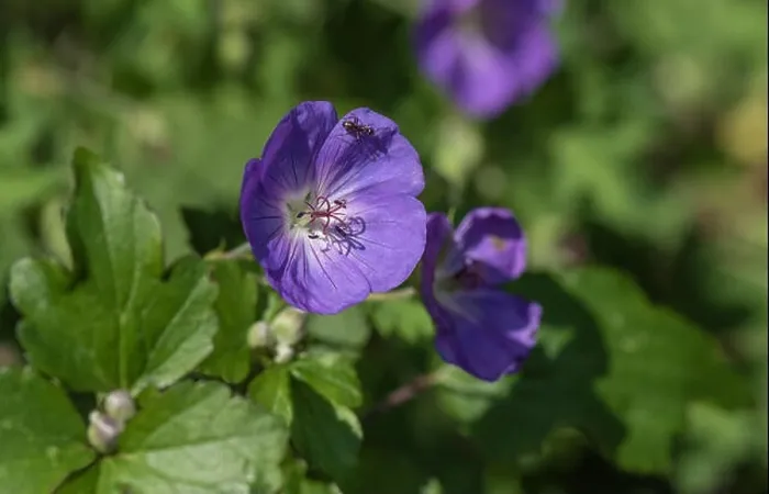 Framed Print : Color outdoor floral image of a single isolated wide open violet blue blooming female geranium / cranesbill flower with Framed Print : Color outdoor floral image of a single isolated wide open violet blue blooming female geranium / cranesbill flower with