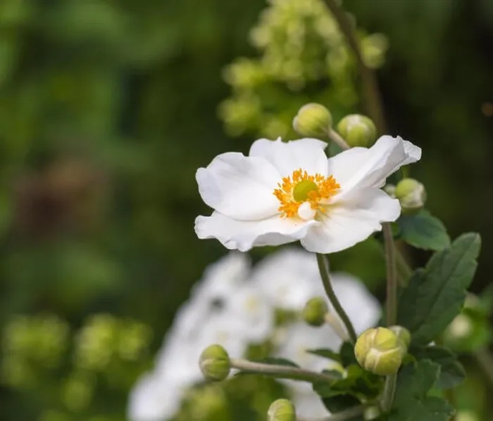 Framed Print : Color outdoor floral image of a white blooming autumn anemone blossom with buds taken on a sunny summer day Framed Print : Color outdoor floral image of a white blooming autumn anemone blossom with buds taken on a sunny summer day