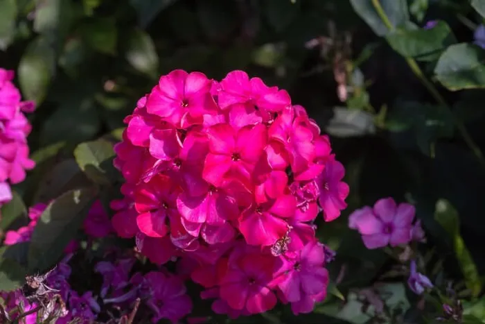 Framed Print : Color outdoor floral macro of a cluster / ball of red phlox blossom with natural blurred background taken on a sunny Framed Print : Color outdoor floral macro of a cluster / ball of red phlox blossom with natural blurred background taken on a sunny