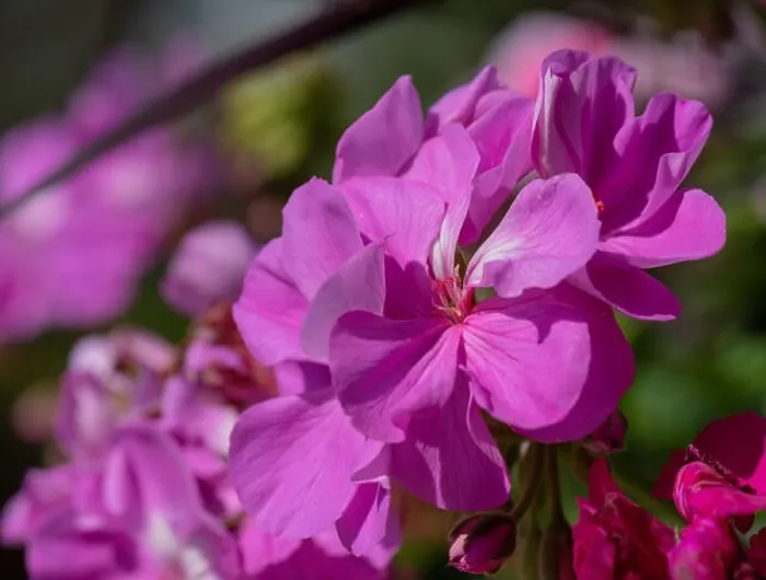 Framed Print : Color outdoor floral macro of a cluster of red phlox blossoms with natural blurred background taken on a sunny summer Framed Print : Color outdoor floral macro of a cluster of red phlox blossoms with natural blurred background taken on a sunny summer