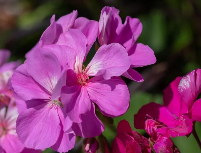 Framed Print : Color outdoor floral macro of a cluster of red phlox blossoms with natural blurred background taken on a sunny summer