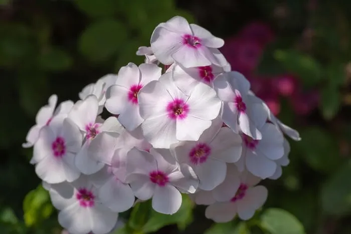 Framed Print : Color outdoor floral macro of a cluster of white red phlox blossoms with natural blurred background taken on a sunny Framed Print : Color outdoor floral macro of a cluster of white red phlox blossoms with natural blurred background taken on a sunny
