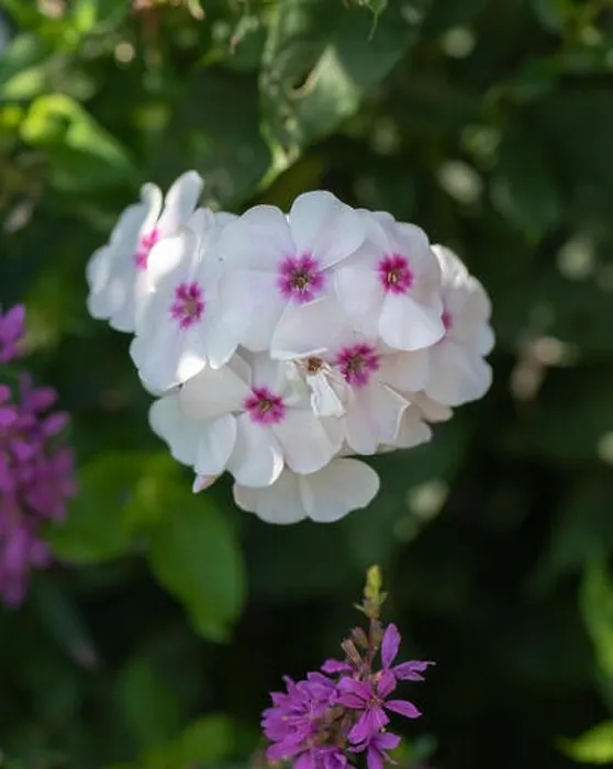 Framed Print : Color outdoor floral macro of a cluster of white red phlox blossoms with natural blurred background taken on a sunny