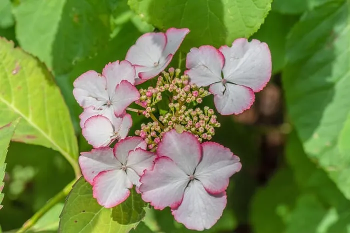 Framed Print : Color outdoor floral macro of a Color outdoor floral macro of a flowering pink white hydrangea  /  hortensia blossom with