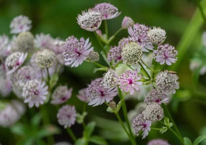 Framed Print : Color outdoor floral macro of flowering astrantia blossoms on natural green blurred background with detailed structure Framed Print : Color outdoor floral macro of flowering astrantia blossoms on natural green blurred background with detailed structure
