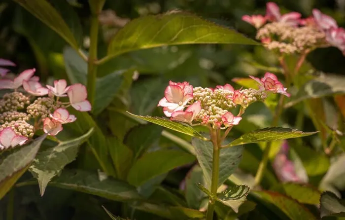 Framed Print : Color outdoor floral macro of a flowering pink white hydrangea blossom with petals and pedicels