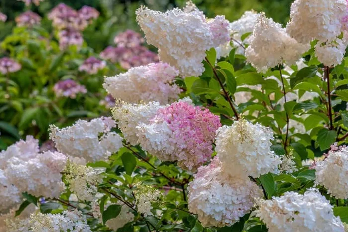 Framed Print : Color outdoor floral macro of a flowering pink white hydrangea with large lush blossoms taken on a bright sunny summer Framed Print : Color outdoor floral macro of a flowering pink white hydrangea with large lush blossoms taken on a bright sunny summer