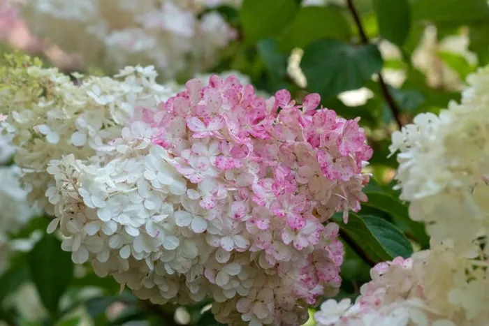 Framed Print : Color outdoor floral macro of a flowering pink white large hydrangea blossom with petals taken on a sunny summer day Framed Print : Color outdoor floral macro of a flowering pink white large hydrangea blossom with petals taken on a sunny summer day
