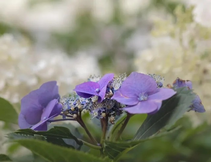 Framed Print : Color outdoor floral macro of a flowering violet hydrangea / hortensia blossom Framed Print : Color outdoor floral macro of a flowering violet hydrangea / hortensia blossom