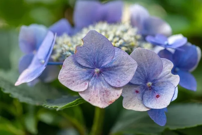 Framed Print : Color outdoor floral macro of a flowering violet white hydrangea blossom with petals and leaves Framed Print : Color outdoor floral macro of a flowering violet white hydrangea blossom with petals and leaves